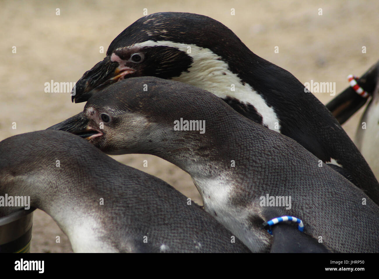 Gruppe Humboldt-Pinguin (Spheniscus Humboldti) Stockfoto