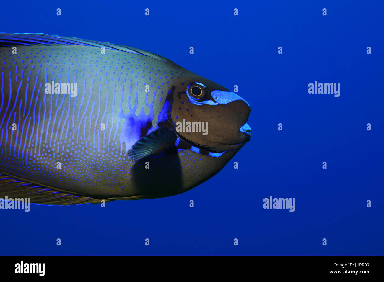 Bignose Unicornfish (Naso Vlamingii) Unterwasser in den tropischen Gewässern des Indischen Ozeans Stockfoto