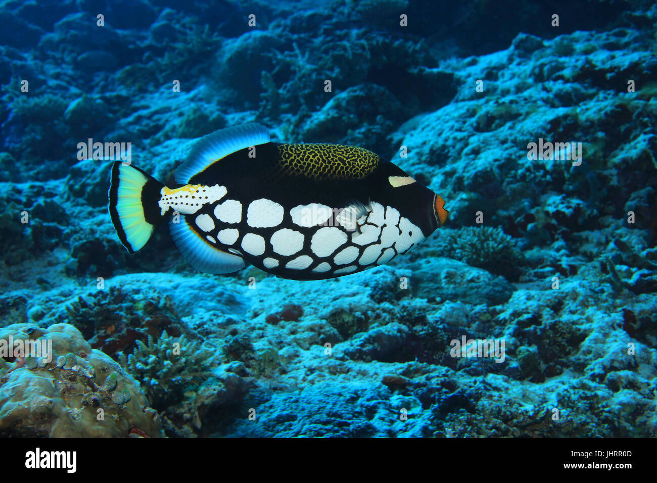 Clown Drückerfisch (Balistoides Conspicillum) Unterwasser im Korallenriff des Indischen Ozeans Stockfoto