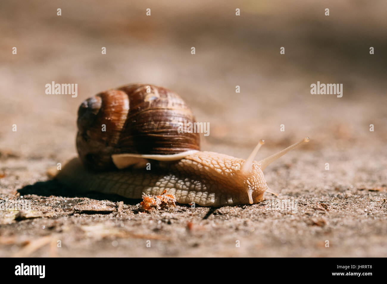 Garten Schnecke gleiten auf Boden In sonnigen Sommertag. Kurze Tiefenschärfe Stockfoto
