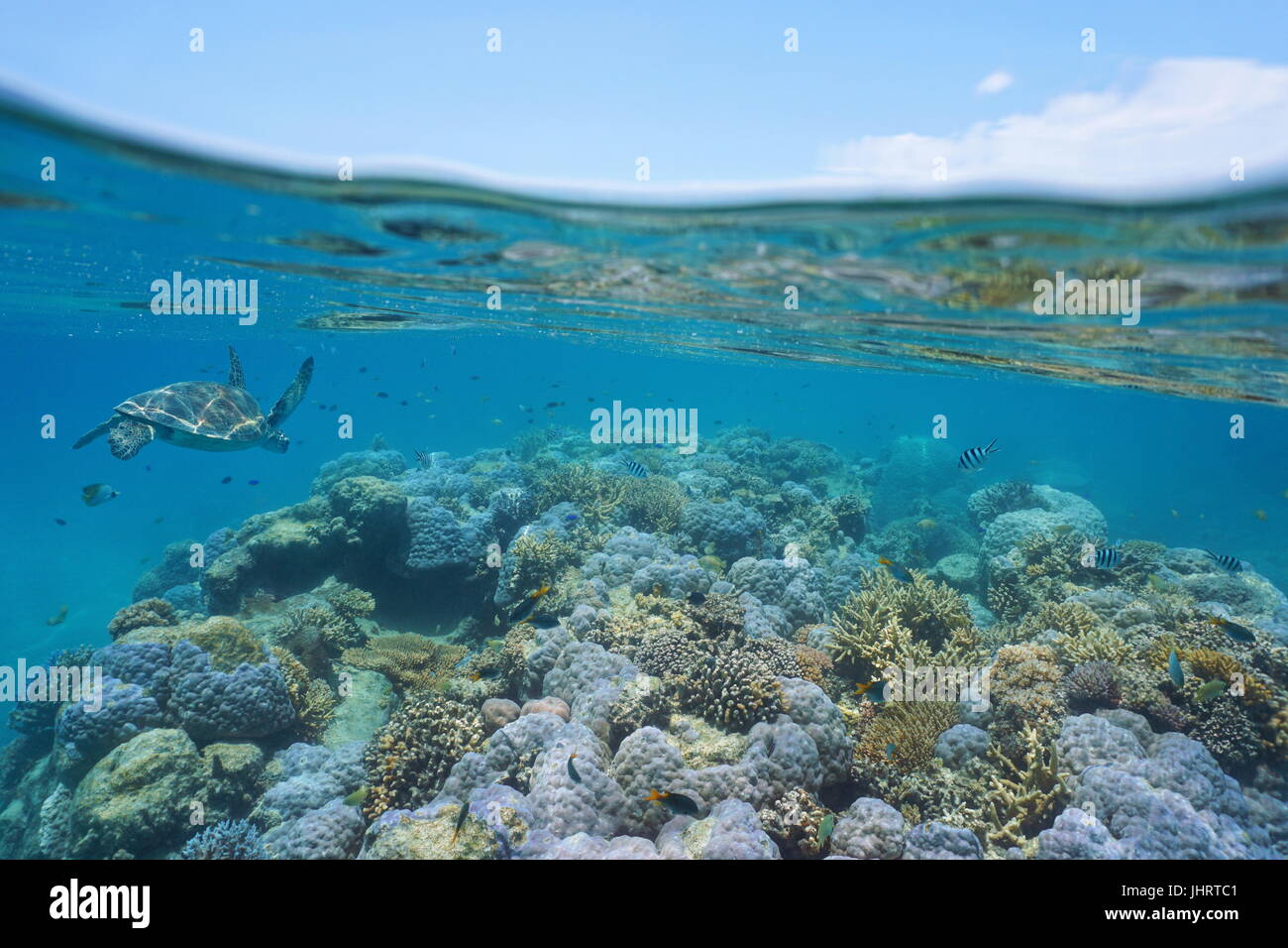 Coral-Riff mit einem grünen Meeresschildkröte und Fische unter Wasser, Neu-Kaledonien, Süd-Pazifik Stockfoto