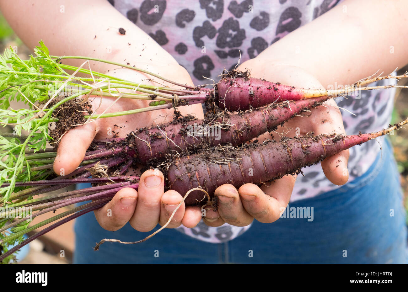 Lila Karotten, frisch in den Händen des Kindes gegraben, Kinder im Garten, die die Hände schmutzig machen Stockfoto