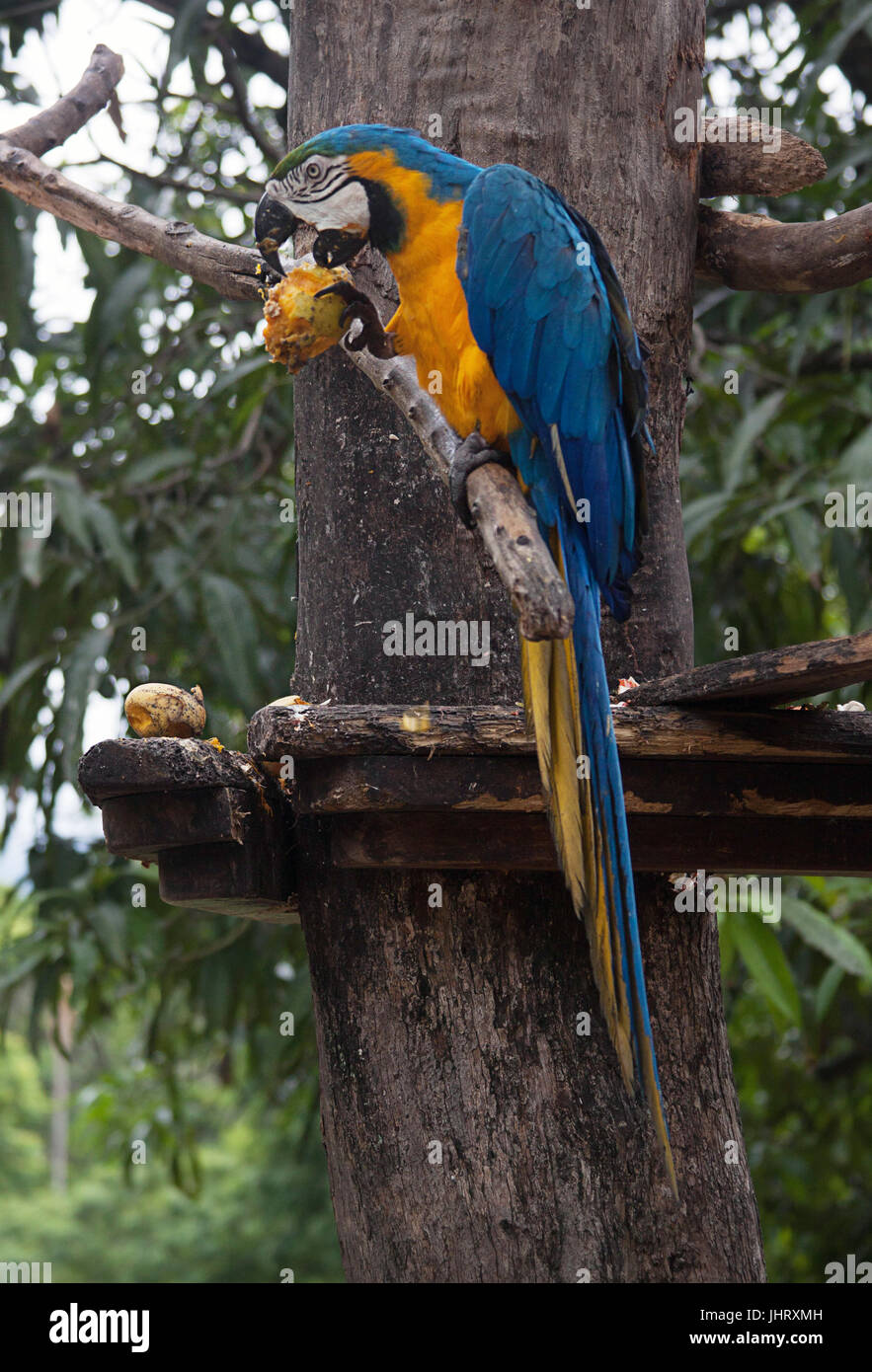 Blau und gold Ara oder blau und gelb Macaw Essen Mango in Caracas, Venezuela Stockfoto