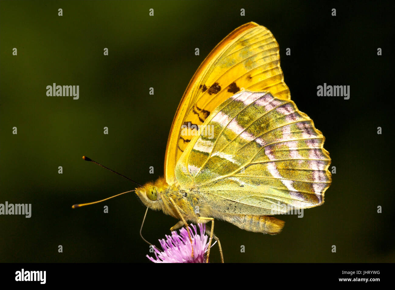 Kaiserlichen Mantel sitzt auf Distel Blüte, Argynnis Paphia Kaisermantel Sitzt Auf Distelblüte Stockfoto