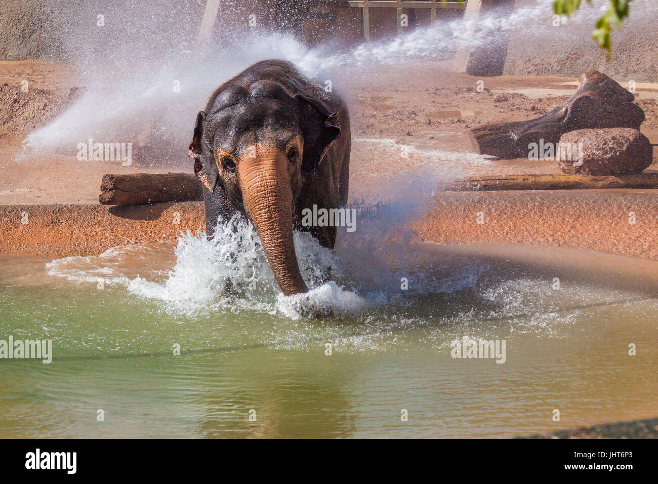 Phoenix, USA, 15. Juli 2017, Elefant, genießen Sie den Pool während Elefanten  Dusche im Winter im Juli im Zoo von Phoenix. Bildnachweis: Michelle Jones -  Arizona/Alamy Live-Nachrichten Stockfotografie - Alamy
