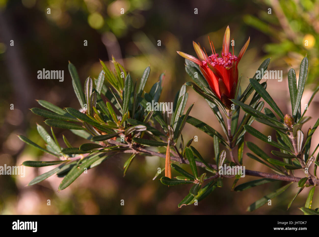 Mountain Devil (Lambertia Formosa) ist Strauch, der in New South Wales, Australien endemisch ist. Es hat rote Blüten. Stockfoto