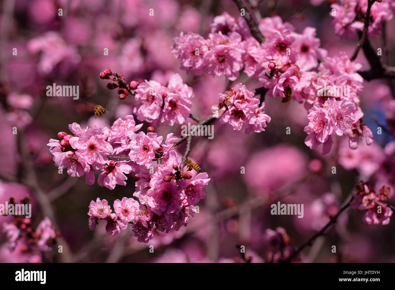 Bienen bestäuben rosa Kirschenblüten in Sydney Australia Stockfoto