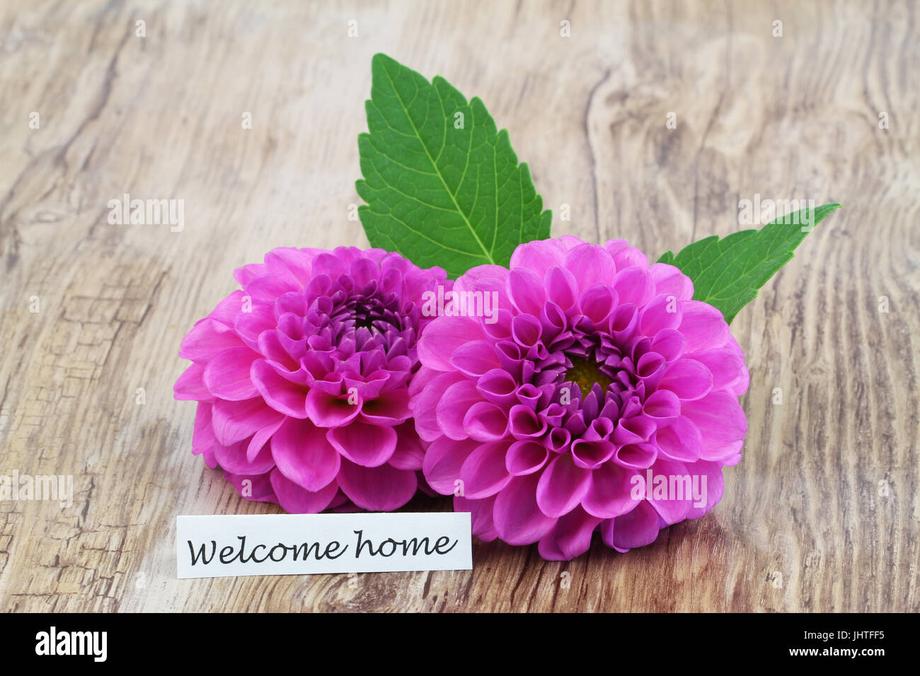 Willkommen Startkarte mit zwei rosa Dahlie Blumen auf Holzuntergrund Stockfoto