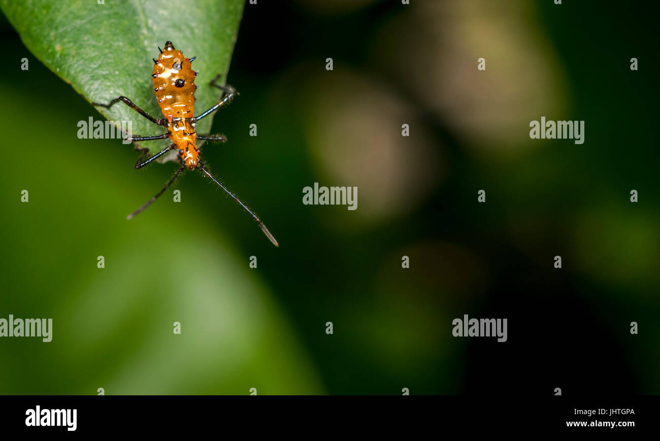 Gattung Zelus oder Mörder orange bug hängt an einem Baum Blatt Stockfoto