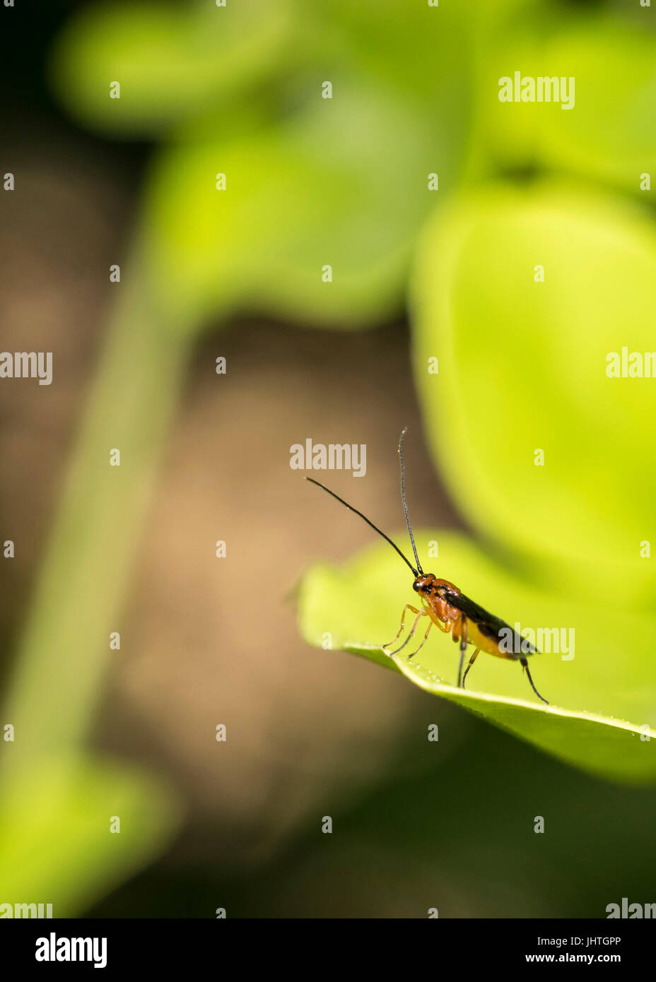 Gattung Zelus oder Mörder orange bug hängt an einem Baum Blatt Stockfoto