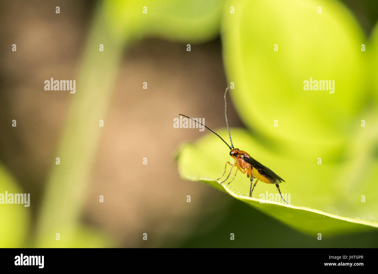 Gattung Zelus oder Mörder orange bug hängt an einem Baum Blatt Stockfoto