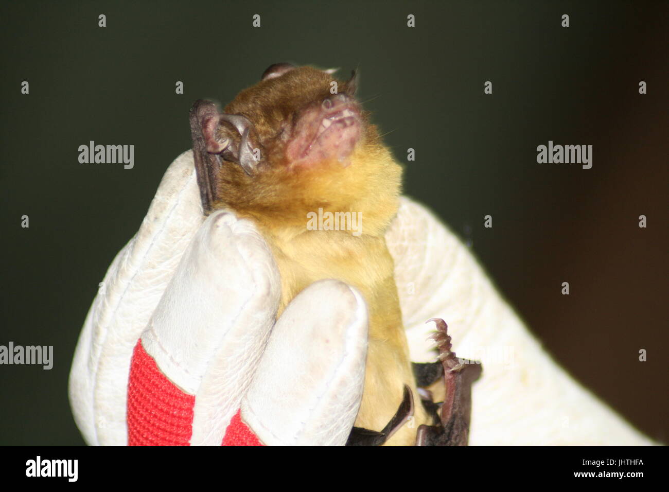 grünlich gelbe Fledermaus, afrikanische Bat, Scotophilus Viridis, S. viridis Stockfoto