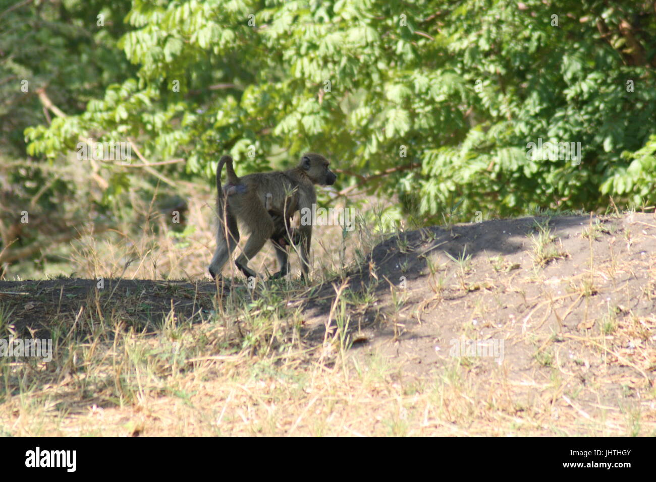 Papio Cynocephalus, Gelbe Pavian Stockfoto