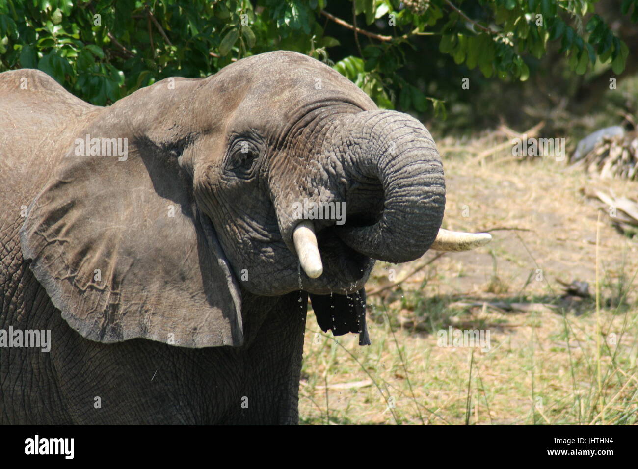 Afrikanischer Elefant, trinken, L africana Stockfoto
