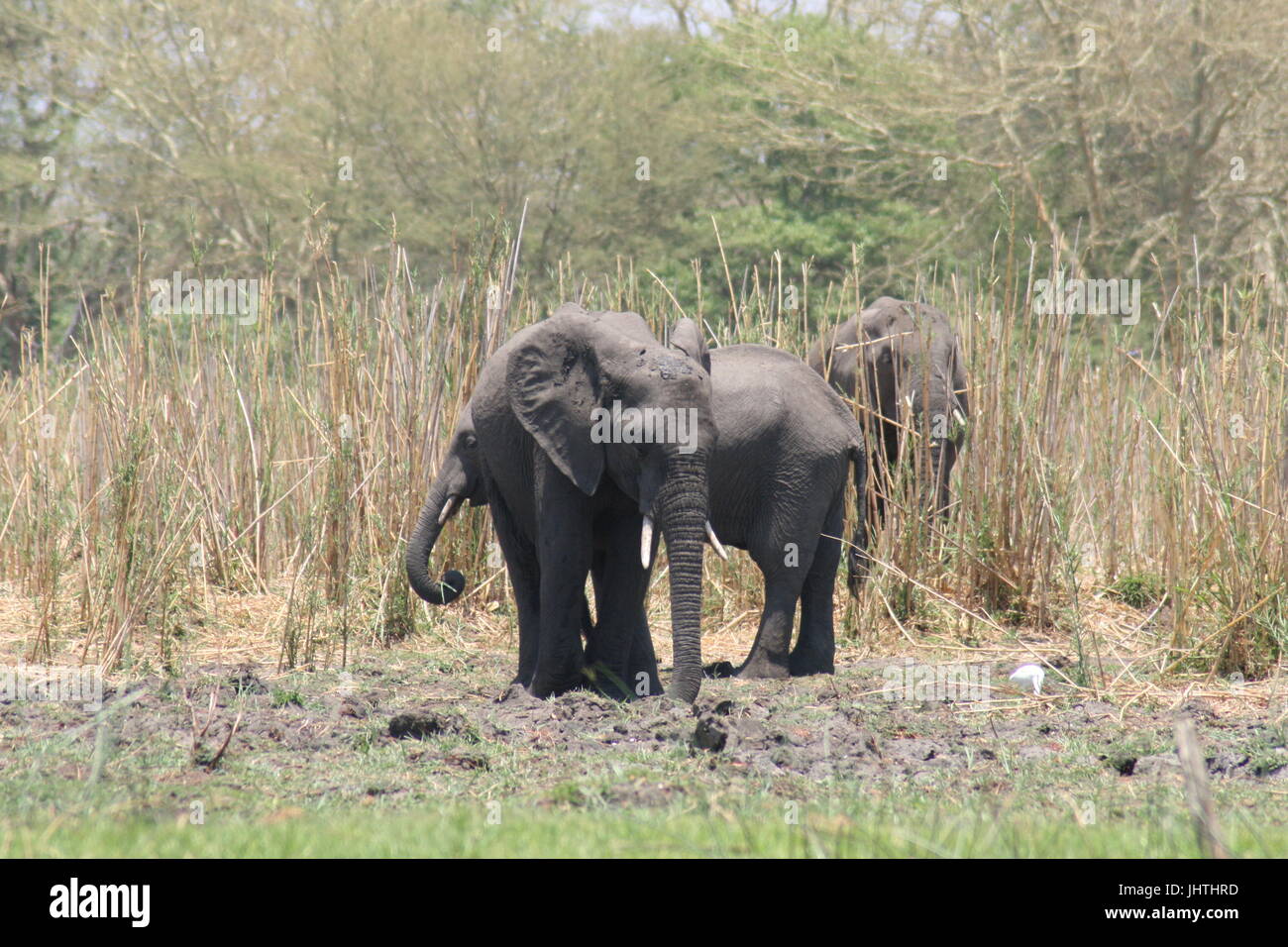 Afrikanischer Elefant Stockfoto