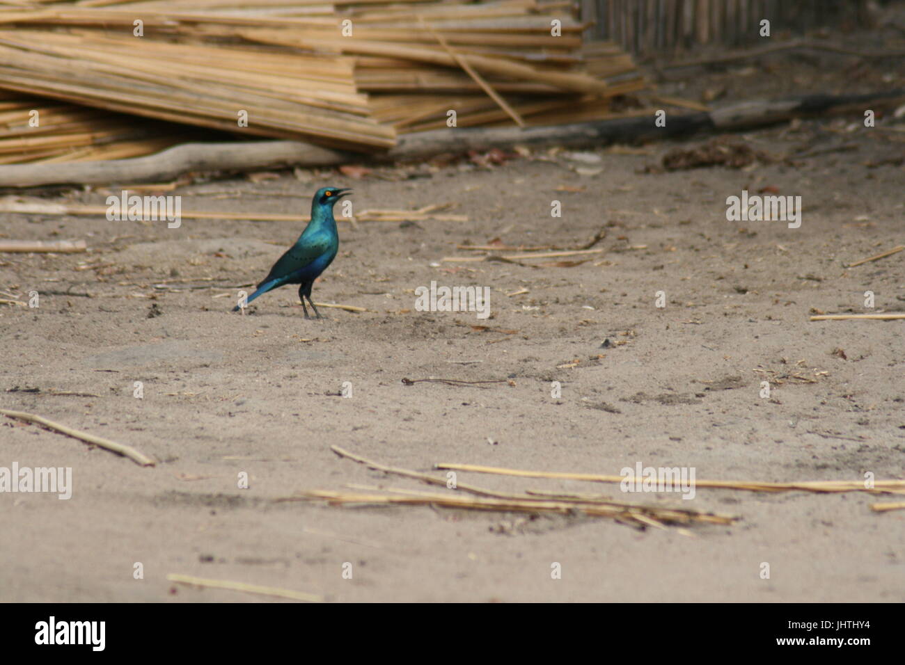 lila Starling, Glanzstare purpureus Stockfoto