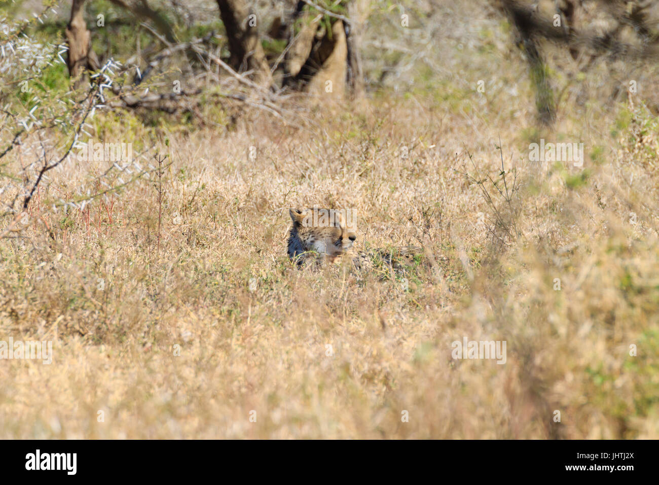 Geparden in der Nähe von Hluhluwe-Imfolozi-Park, Südafrika. Afrikanische Tierwelt. Acinonyx jubatus Stockfoto