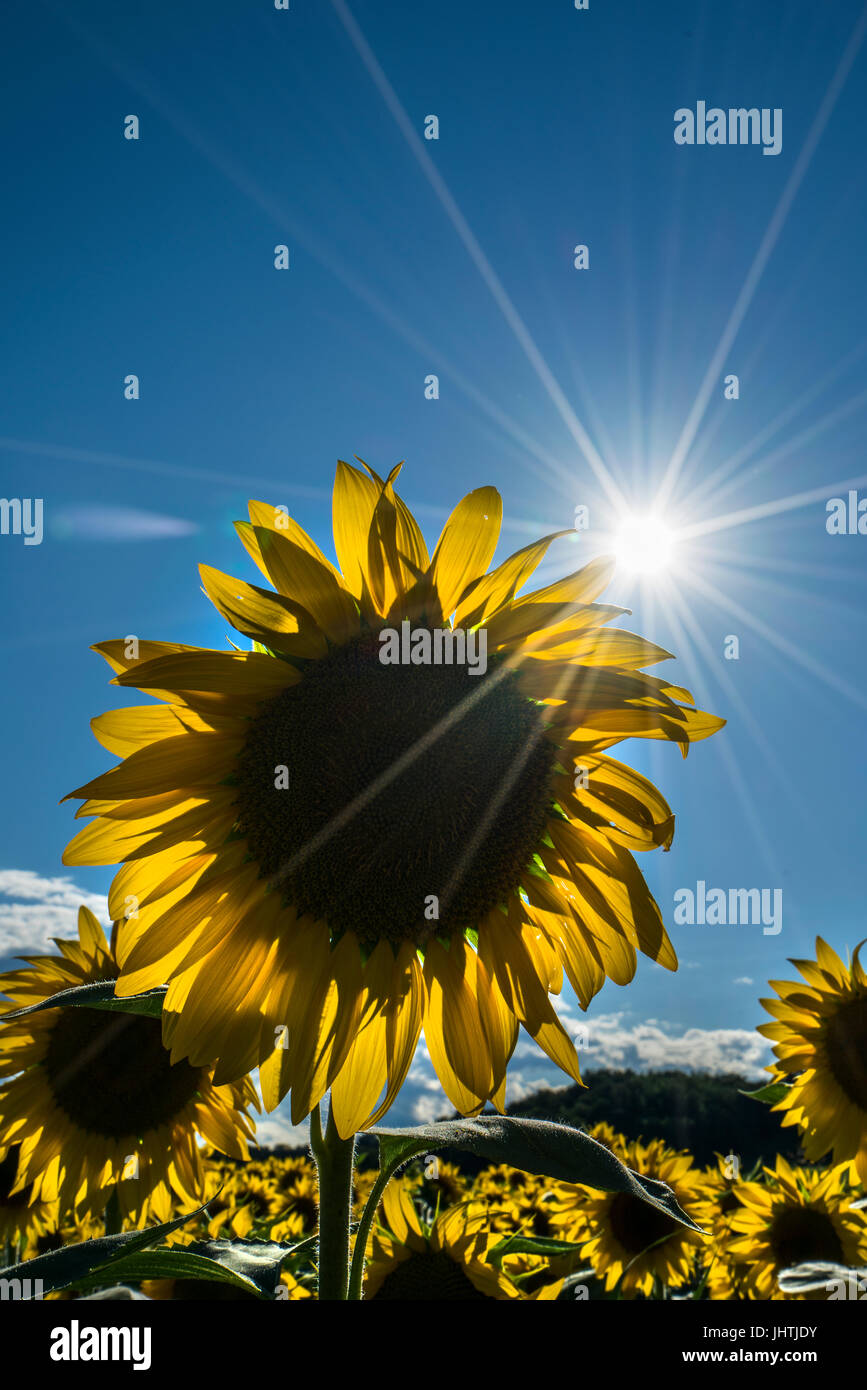 Sonnenblumen Feld in den Nachmittag im Sommer von der Sonne beschienen. Stockfoto