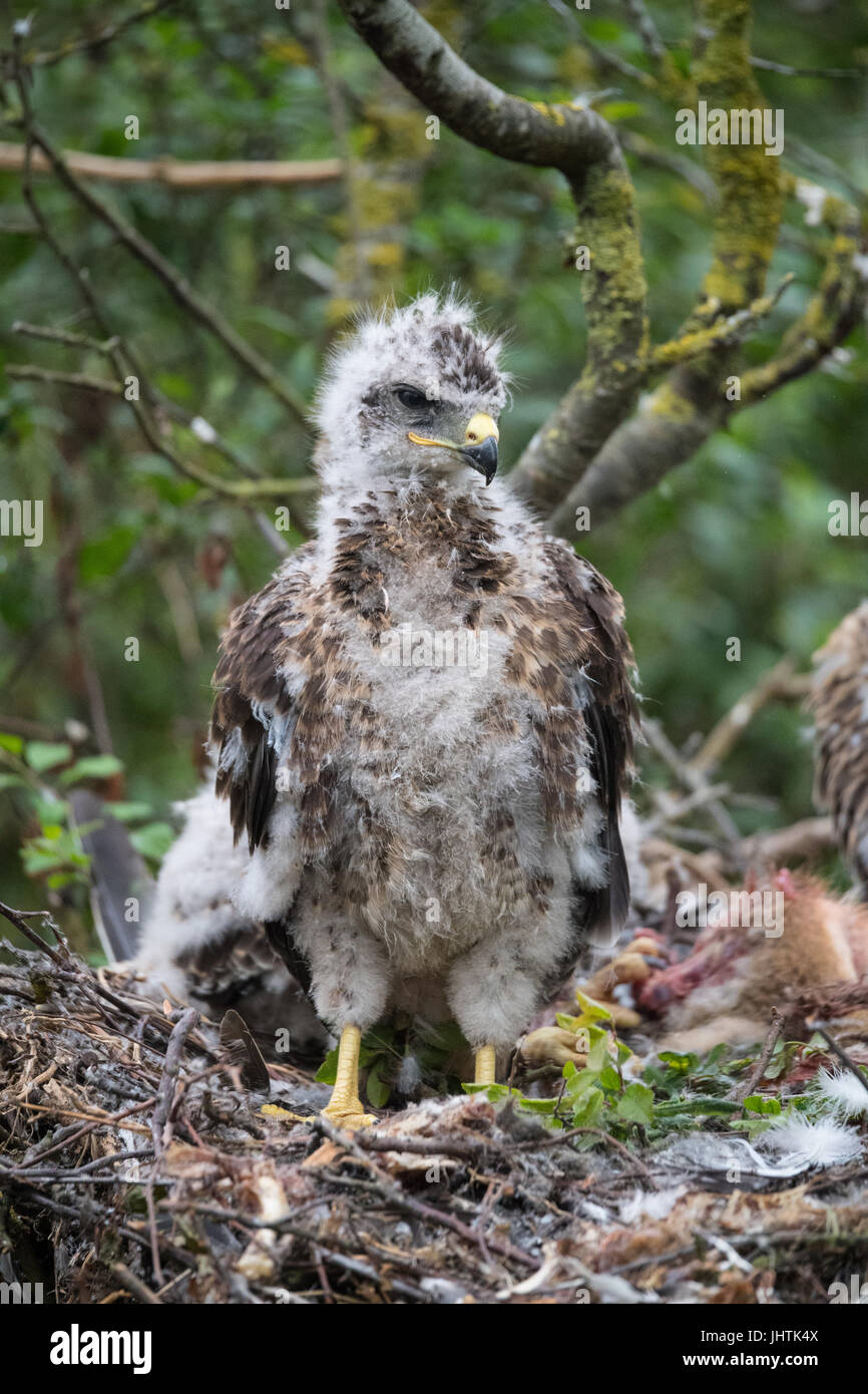 Bussard Küken in Lincolnshire uk Stockfoto