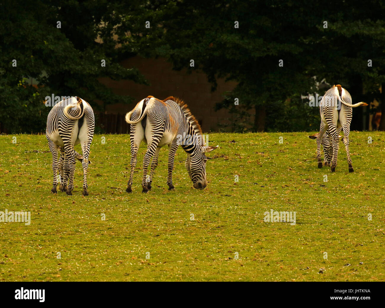 GREVY Zebras eine gefährdete Spezies Stockfoto