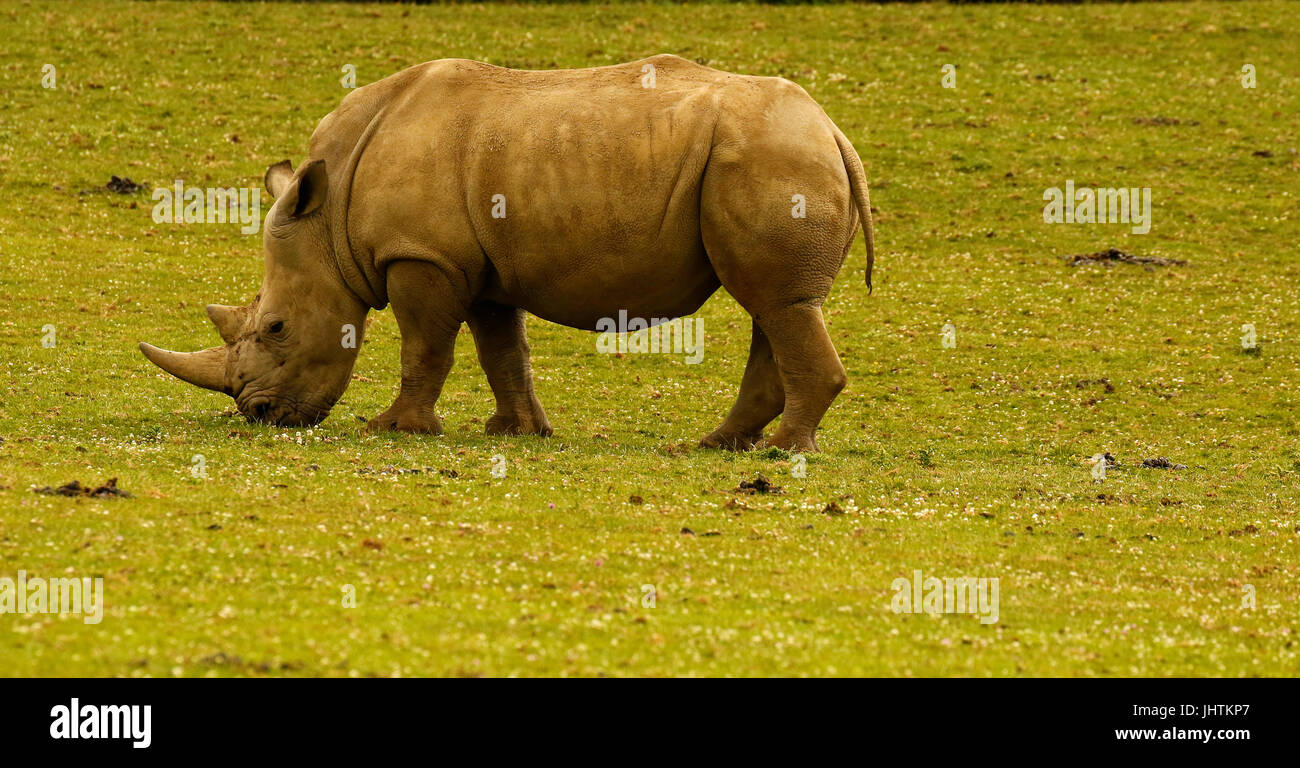 Bedrohte Arten der White Rhino im Marwell Zoo Stockfoto