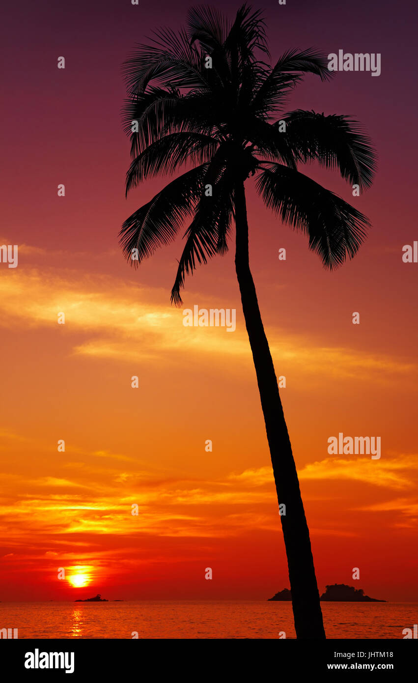 Palm Tree Silhouette bei Sonnenuntergang, Insel Chang, Thailand Stockfoto