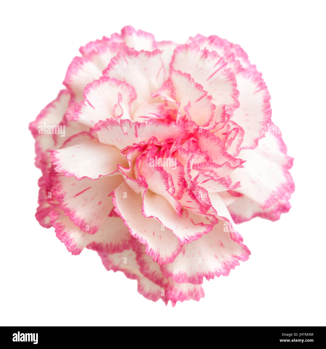 hübsche rosa Nelke isoliert auf weißem Hintergrund Stockfoto