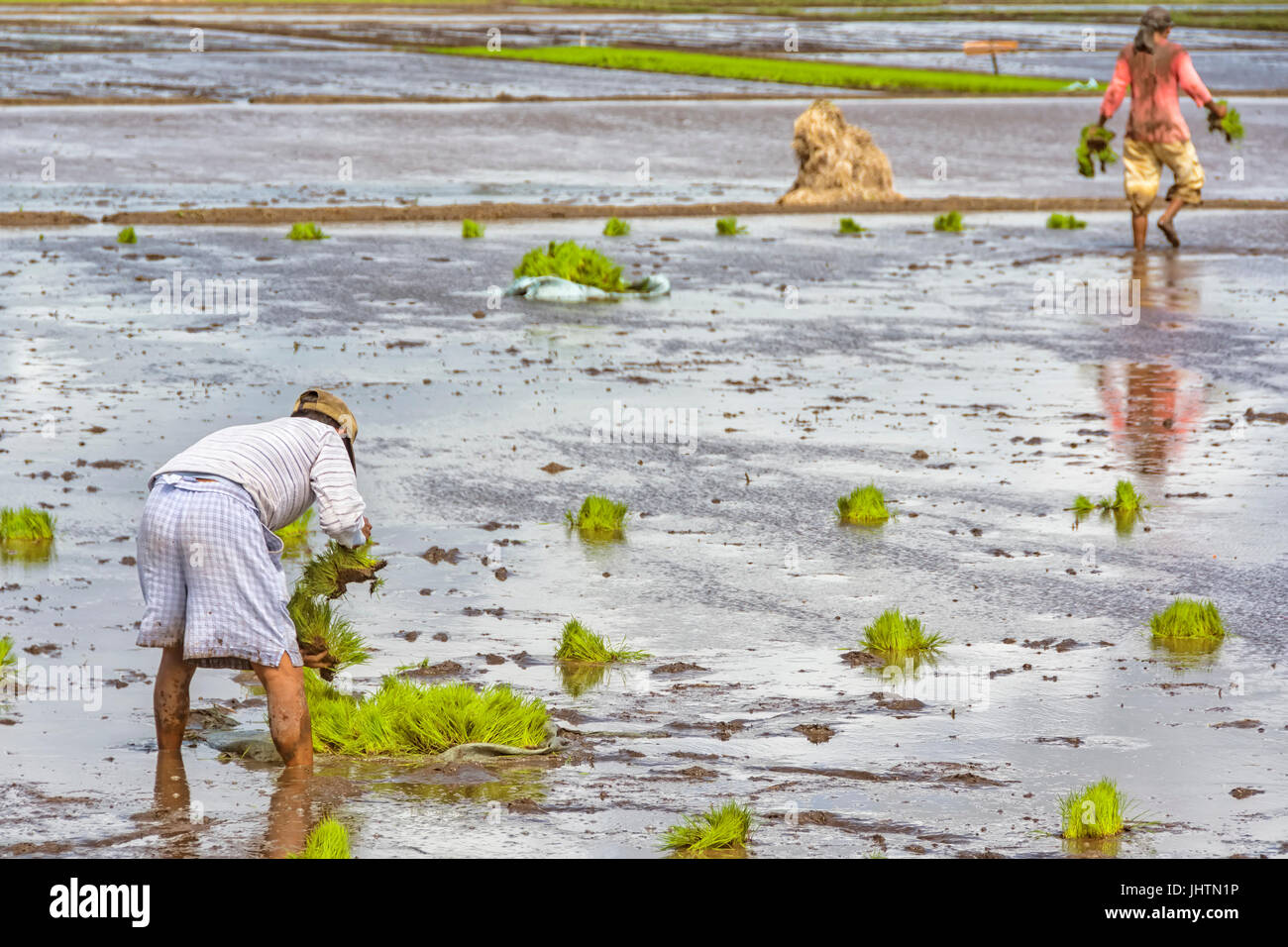 Zwei asiatische Bauern Pflanzen Reis Stockfoto
