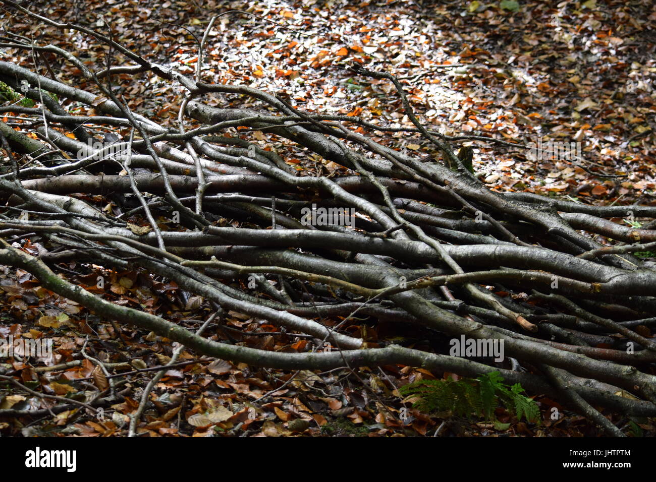 Bündel von Stöcken Stockfoto
