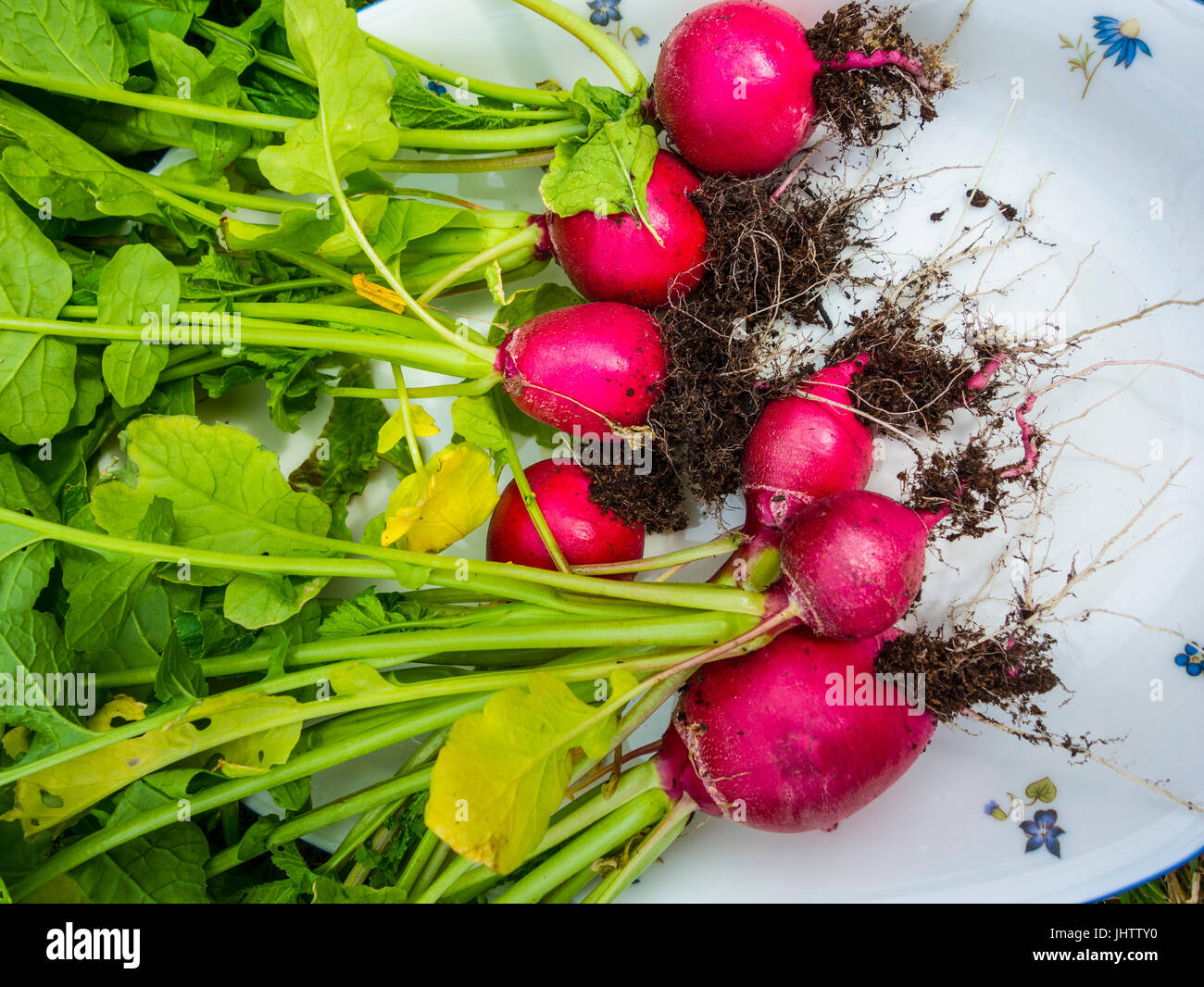 Frische Radieschen Stockfoto