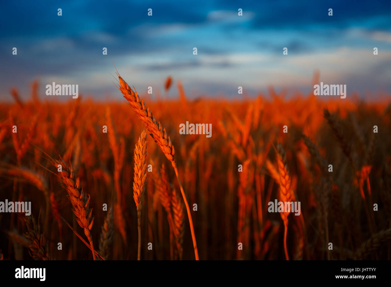 Goldene Ähren auf dem Feld mit bewölktem Himmel im Hintergrund. Abendlicht Stockfoto