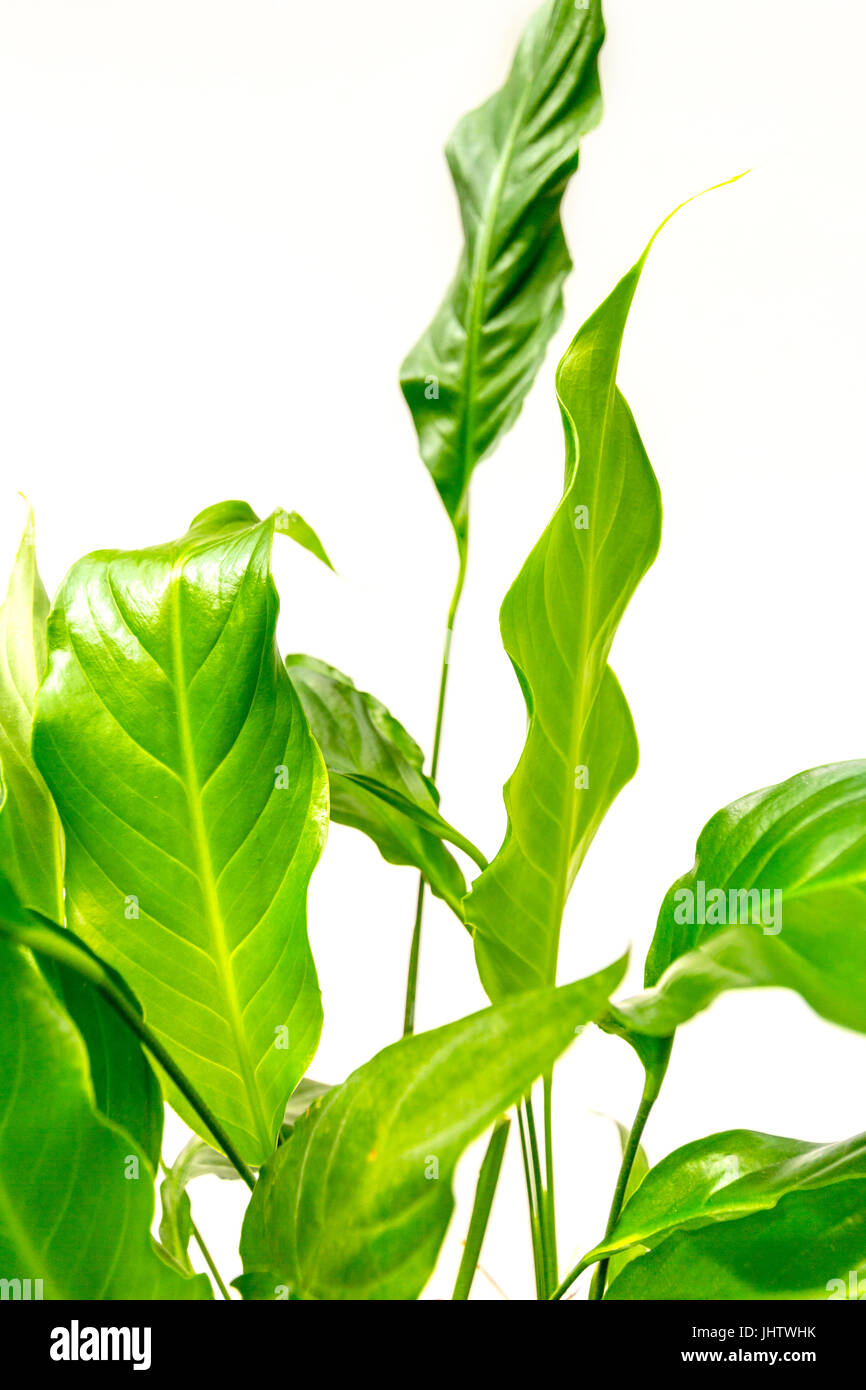 Exotische Pflanzen-Hintergrund Stockfoto
