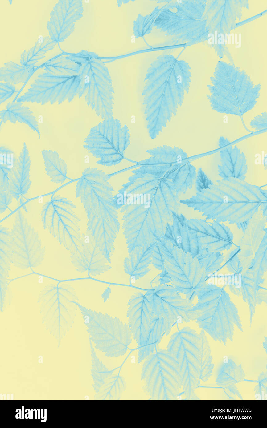 Junge Blätter, künstlerischen Hintergrund in sanften Farben Stockfoto