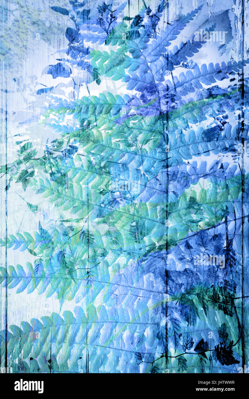 Schöne künstlerische Hintergrund mit blauer Farn Blätter Stockfoto