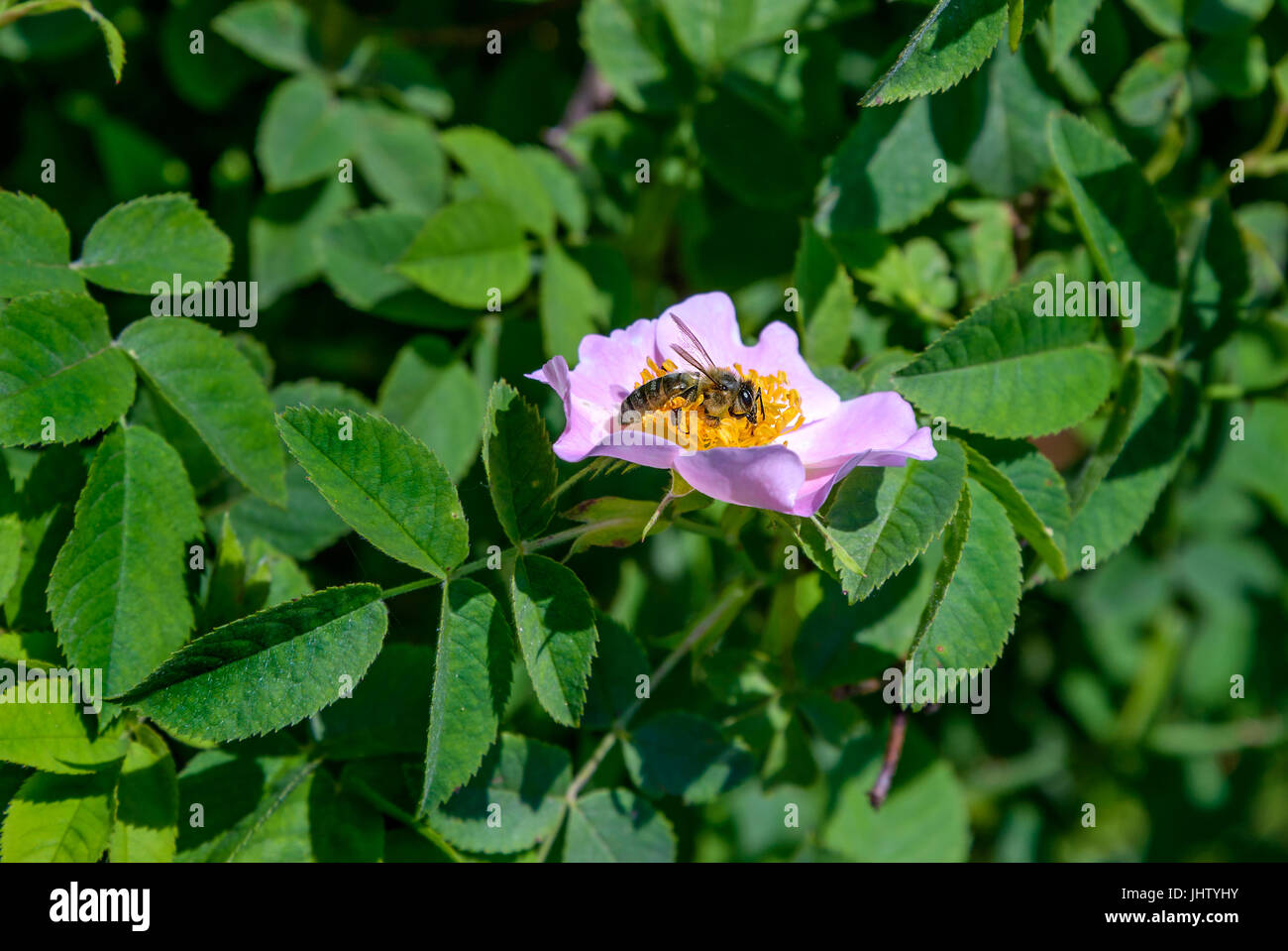 Die Biene sitzt auf einer Blume von Wildrose Stockfoto