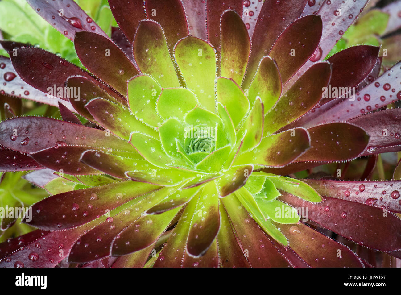 Aeonium - Baum Hauswurz - subtropischen Sukkulente - Nahaufnahme Stockfoto