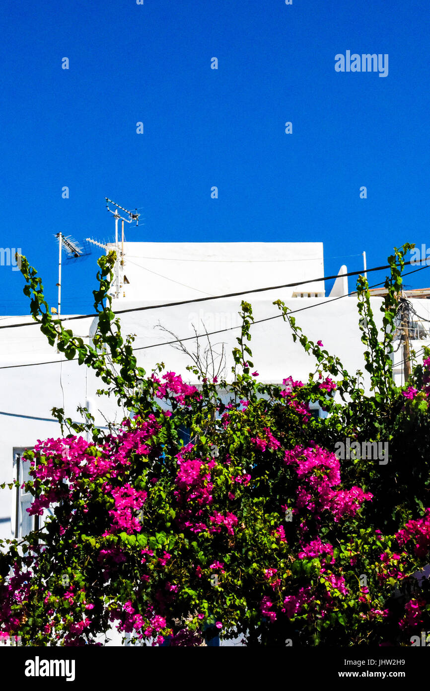 Blüht vor weißes Gebäude, Mykonos in Griechenland. Stockfoto