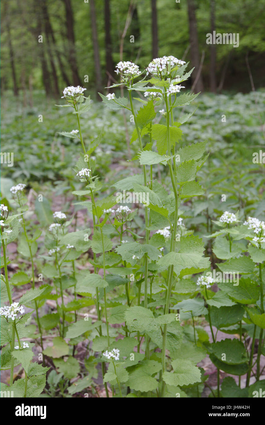 Knoblauch root (Alliaria petiolata) Stockfoto