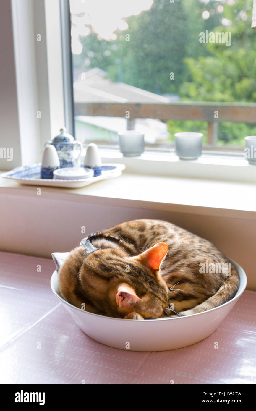 Weibliche Bengal Katze schlafen tief und niedlich und rollte sich in der Obstschale auf Küche Tisch vor Fenster Model Release: Nein Property Release: Ja. Stockfoto