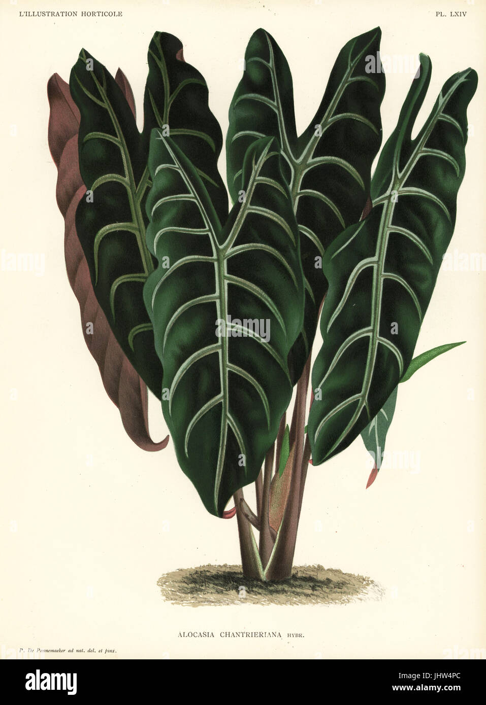 Alocasia × Chantrieri, Hybrid, produziert von Chantrier von Alocasia Metallica und vom Aussterben bedrohte Alocasia Sanderiana (Alocasia Chantrieriana). Gezeichnet und chromolithographed von Pieter de Pannemaeker von Jean Linden l ' Illustration Horticole, Brüssel, 1888. Stockfoto