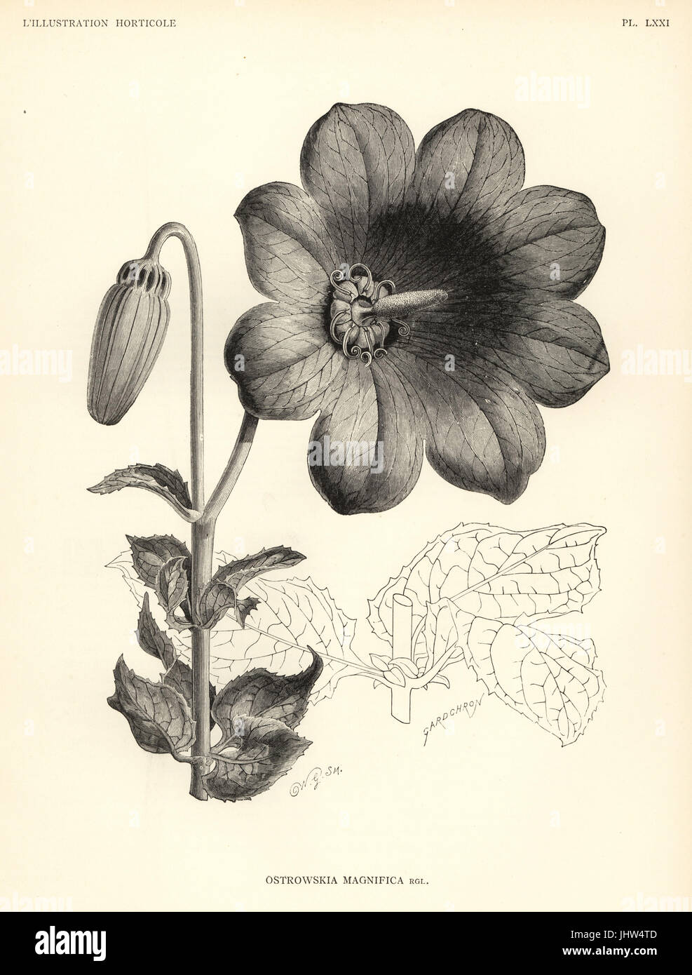 Ostrowskia Magnifica. Holzschnitt von Worthington G. Smith nach einer Illustration von Gardchron von Jean Linden l ' Illustration Horticole, Brüssel, 1888. Stockfoto