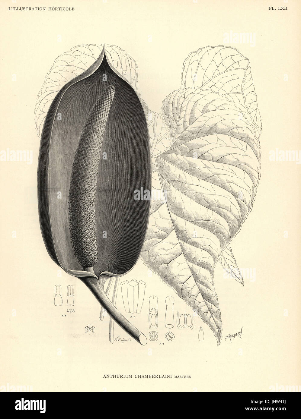Flamingo-Blume, Anthurium Chamberlainii. Holzschnitt von Gardchron nach einer Illustration von G. E. Smith von Jean Linden l ' Illustration Horticole, Brüssel, 1888. Stockfoto