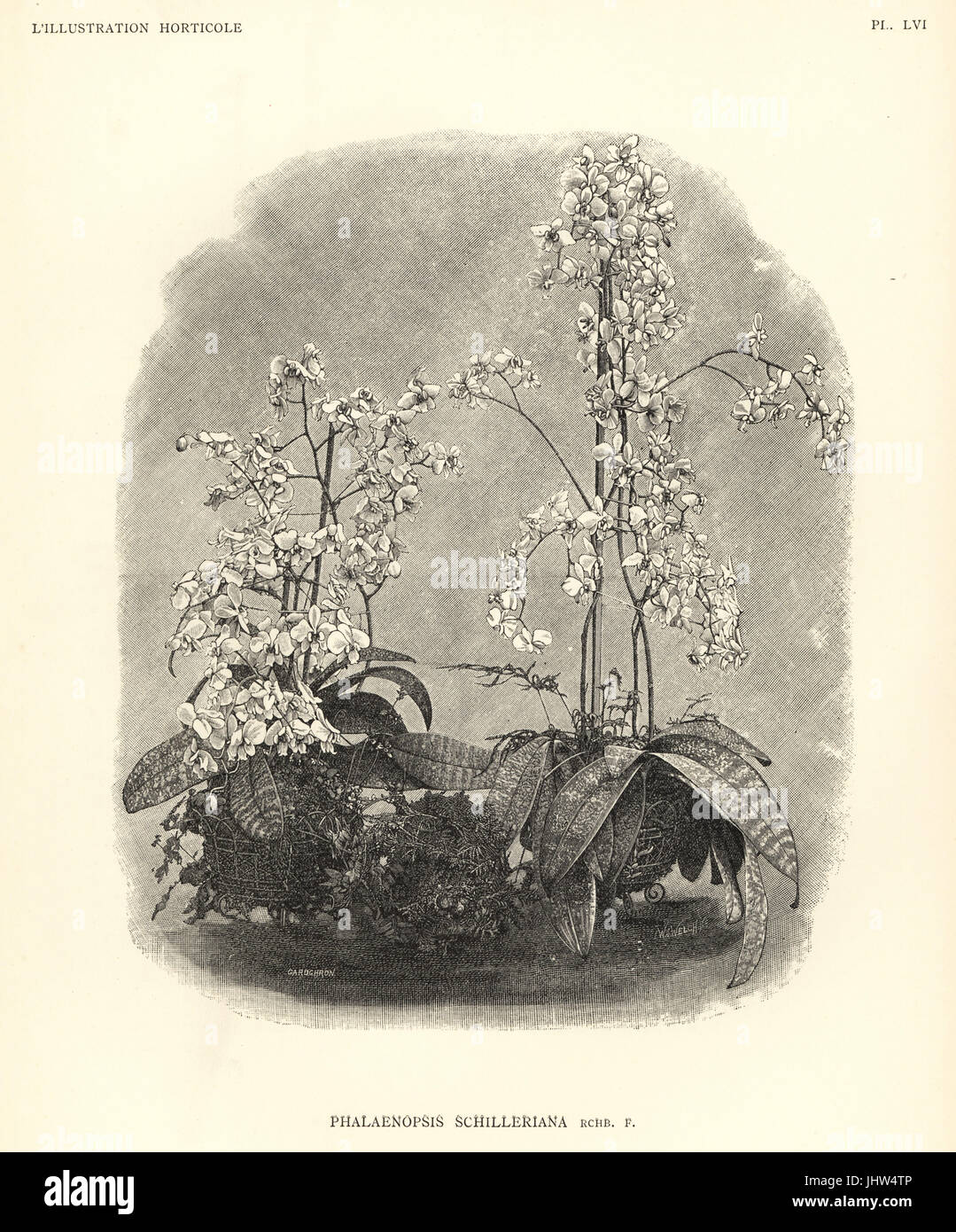 Phalaenopsis Schilleriana Orchidee. Holzschnitt von Gardchron nach einer Illustration von w.j. Welch von Jean Linden l ' Illustration Horticole, Brüssel, 1888. Stockfoto