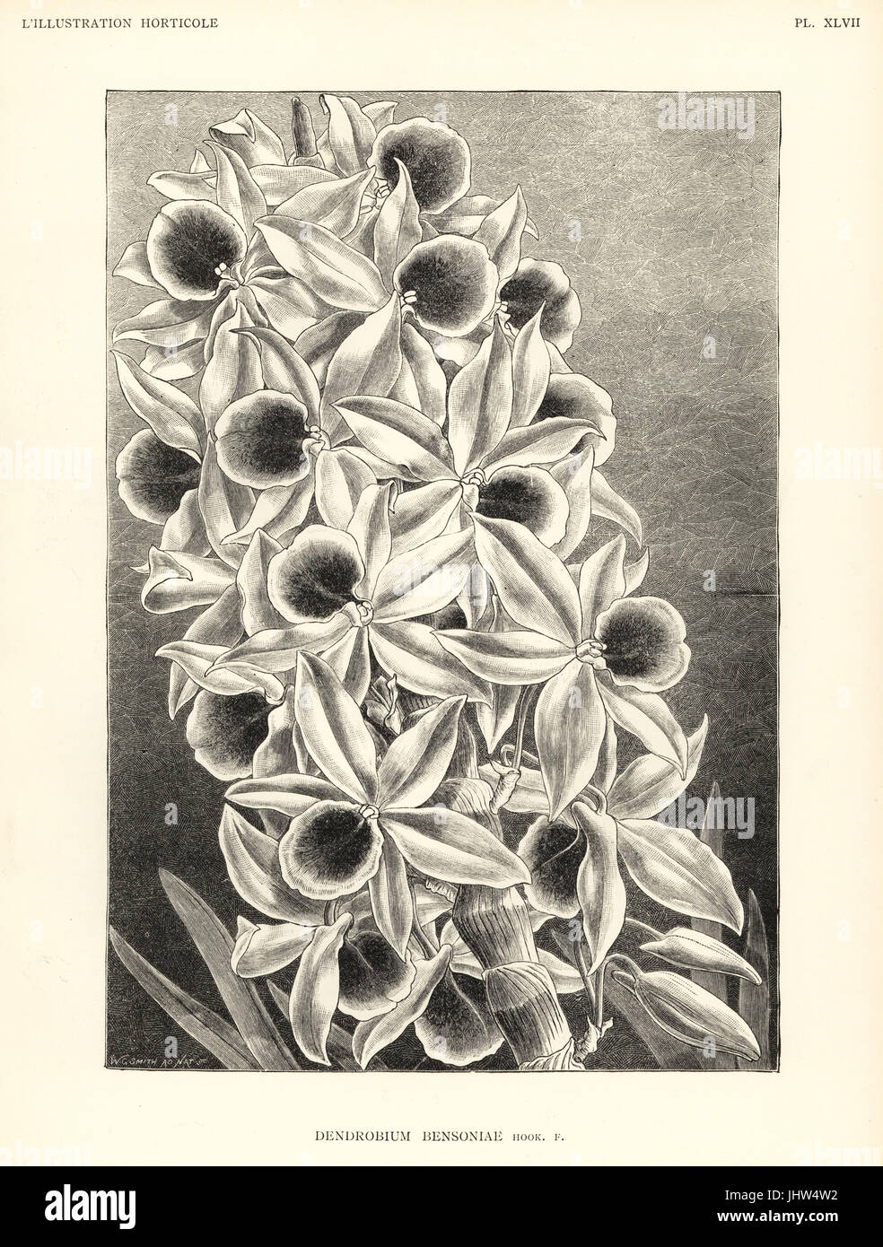 Dendrobium Bensoniae Orchidee. Holzschnitt nach einer Illustration aus der Natur von Worthington G. Smith von Jean Linden l ' Illustration Horticole, Brüssel, 1888. Stockfoto