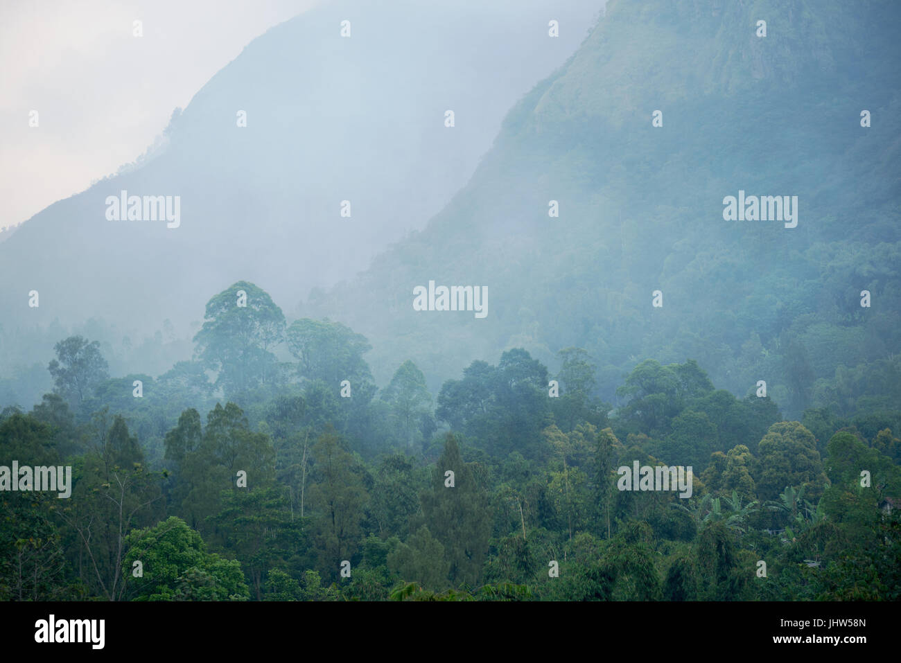 Nebelwald in Mount Bromo Java Indonesien. Stockfoto