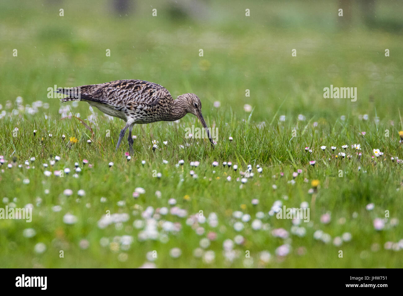Brachvogel (Numenius Arquata) Jagd in Daisy bedeckt Weide im Regen nass Stockfoto