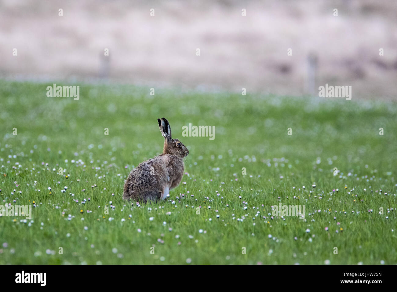 Brauner Hase (Lepus Europaeus) Alarm und sitzen in einem Gänseblümchen bedeckt Feld mit geringen Schärfentiefe Stockfoto