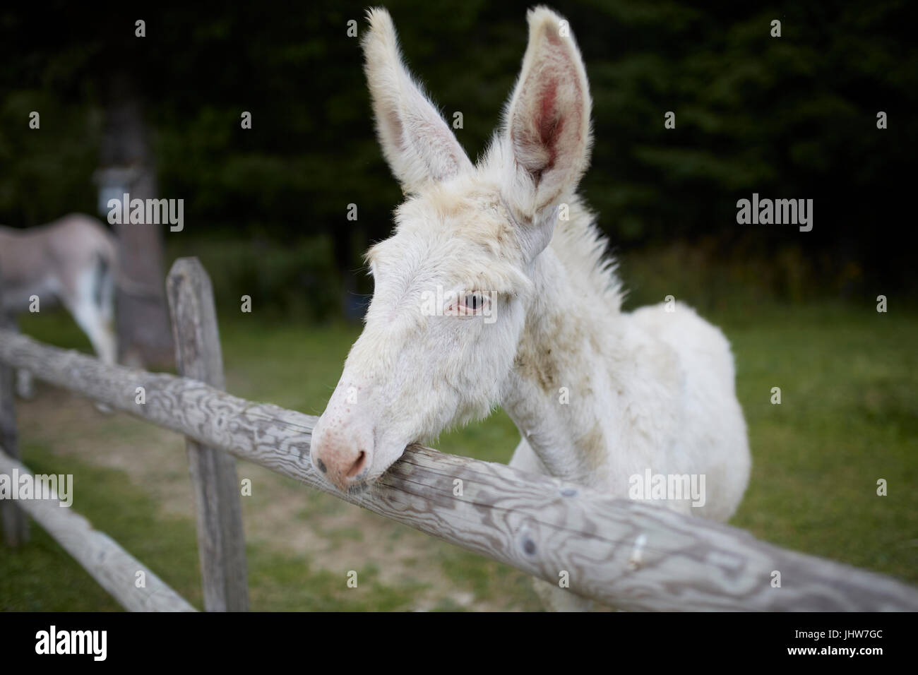Süße weiße Esel Welpen Stockfoto