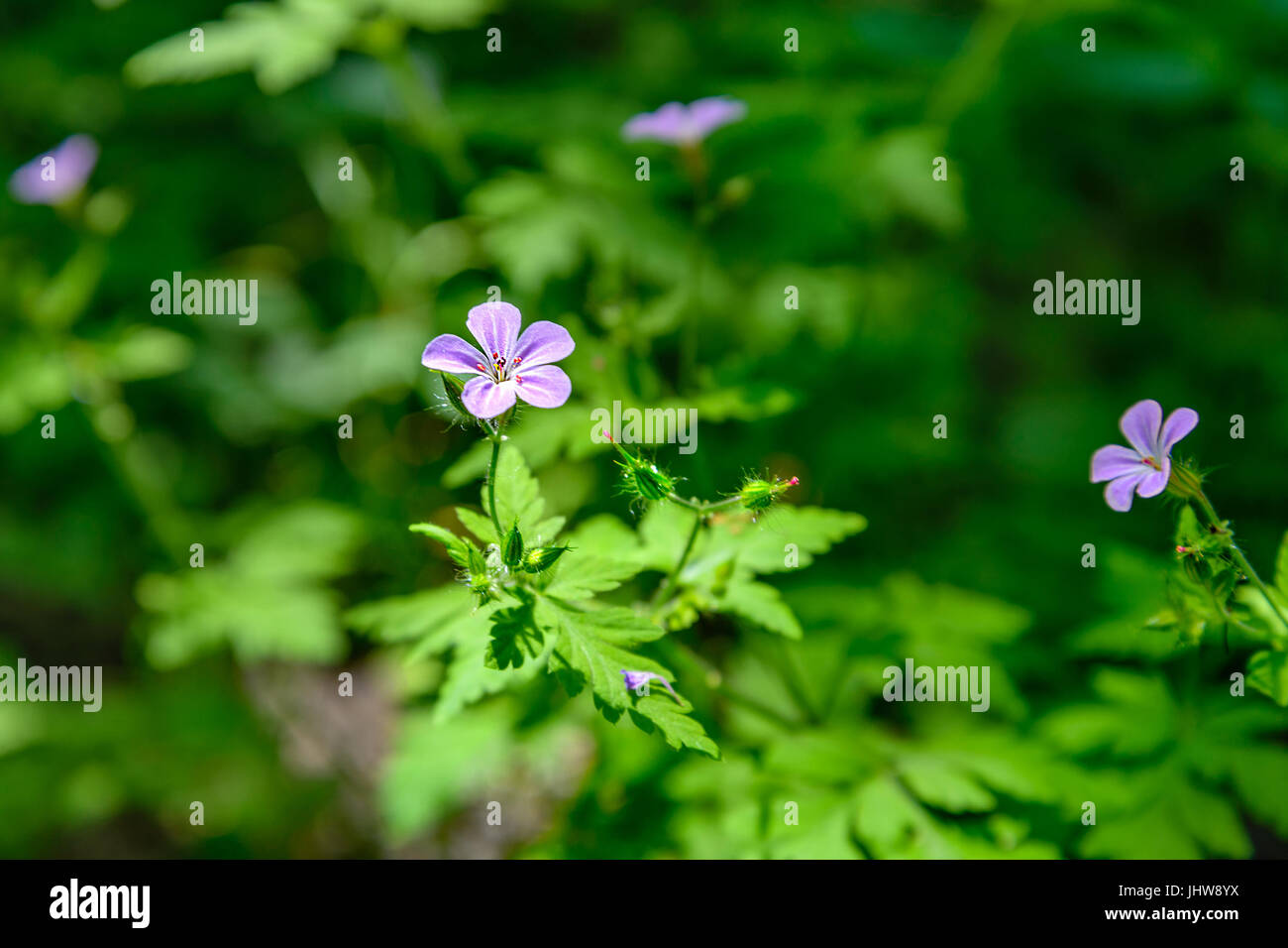 Geranium Robertianum vor dem Hintergrund der grünen Blätter Stockfoto