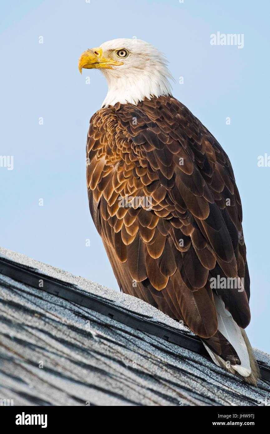 Weißkopf-Seeadler auf Dach Stockfoto